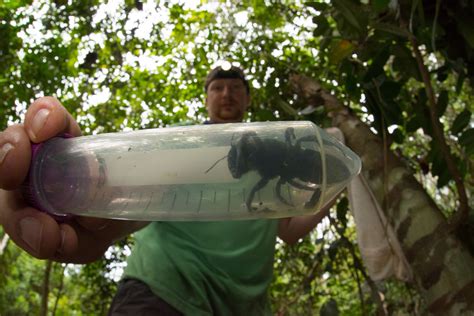 World S Biggest Bee Long Lost Monster Species With Immense Jaws Rediscovered In Wild