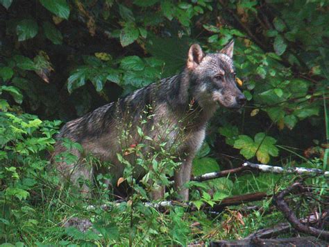 endangered species protections sought  rare wolf  southeast alaska defenders  wildlife