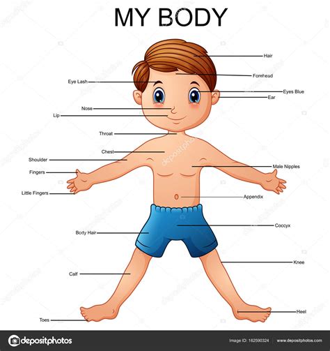 Illustration Of Vocabulary Part Of Body Stock Vector Image By ©dualoro