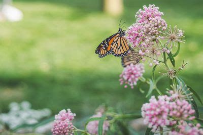 Naturally, butterflies survive by consuming the nectar provided by different types of flowers. 12 Perennial Plants That Butterflies Love