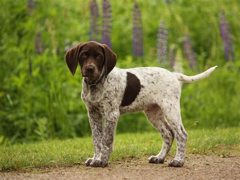 They are bred for trainability and can be developed into finished shooting dogs at an early age. Brown German Shorthaired Pointer Puppies Pictures ...