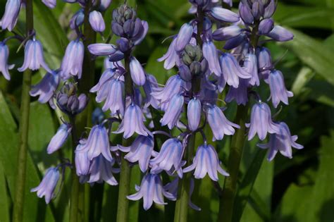 English And Spanish Bluebells Features Facts And Problems Owlcation