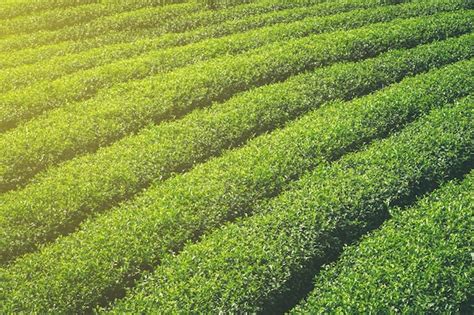 Premium Photo Green Tea Field And Plantation In Morning With Sunlight