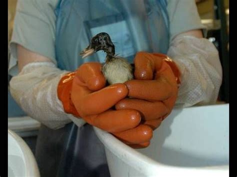 The Dawning Of Oiled Bird Washing Dish Detergent Wild Bird Food Bird