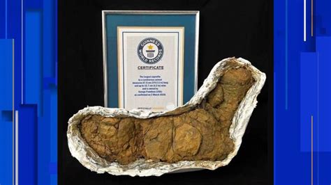 Dino Dumps Worlds Largest Fossilized Carnivore Poop Now On Display At