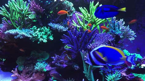 🐟 Coral Reef Aquarium Fish Tank With Water Sound Tropical Fish