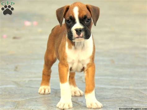 Brad Greenfield Puppies Puppies Boxer Puppies Boxer Puppies For Sale