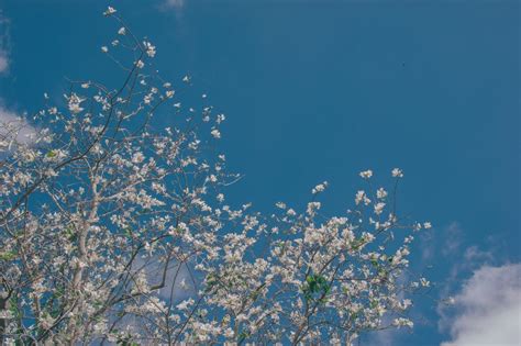 Foto Profissional Gratuita De Ao Ar Livre árvores Aumento