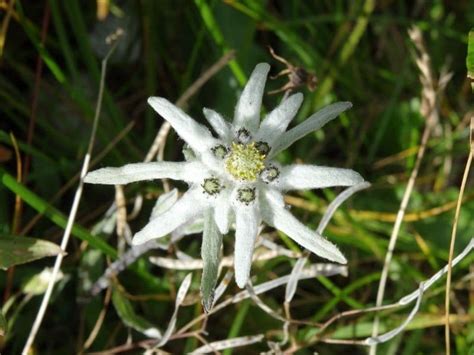 how to plant grow and care for edelweiss flower successfully florgeous