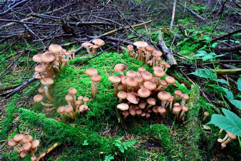 This Humongous Fungus Has Been Around Since The Birth Of Socrates