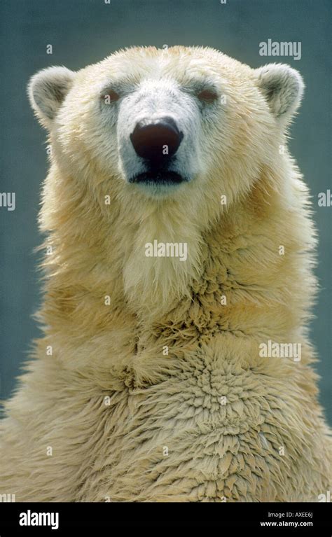 Polar Bear Portrait Ursus Maritimus Stock Photo Alamy