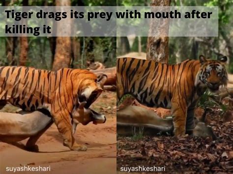 Tiger Drags Prey Wild In Its Wildest Form Rare Video Of Tiger