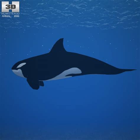 Killer Whale Orcinus Orca 3d Model Game Ready Max Obj