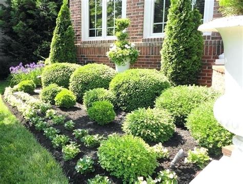 Small Evergreen Shrubs For Landscaping Pictures Of Shrubs For