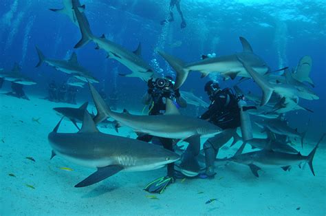 Shark Diving Shark Encounter Nassau Bahamas