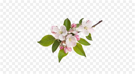 Apple Blossom Png 20 Free Cliparts Download Images On Clipground 2021