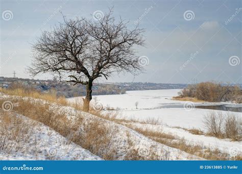 Late Afternoon Winter Landscape With Apricot Tree Royalty Free Stock