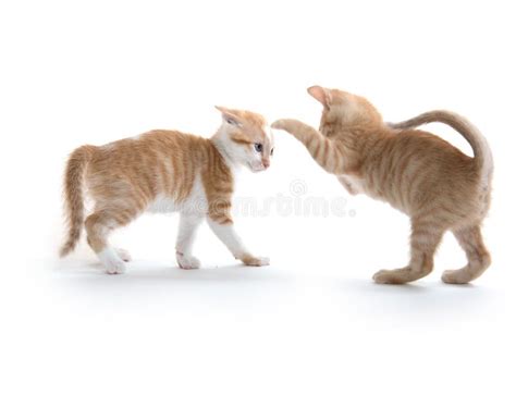 Two Cute Kittens Playing Stock Image Image Of Humorous 96947213