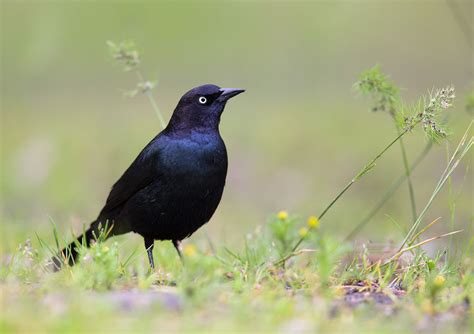 Fly with blackbird air charter. How to Find and Identify Rusty Blackbirds | Audubon