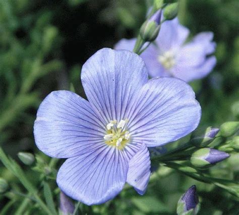 Linum Perenne Blue Flax Flowers Linum Flax Premier Seeds Direct Ltd