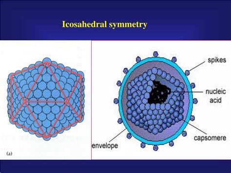 Ppt Chapter 4 Viruses â€ â€ Non Cellular Entities Powerpoint