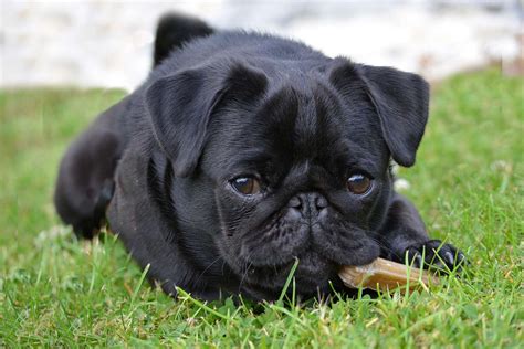 We did not find results for: Black Pugs for Sale