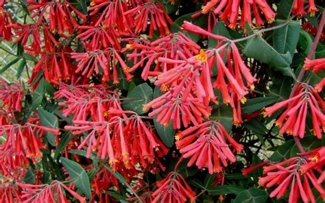 Major Wheeler Red Trumpet Honeysuckle Abundant Dangling Clusters Of