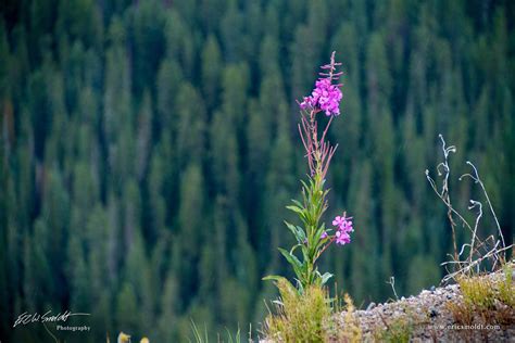 Some Purple Flowers Are Growing On The Side Of A Hill With Trees In The