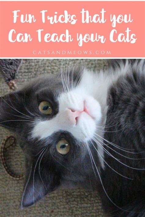 How to teach your cat to sit, stand or high jump. Fun Tricks that you Can Teach your Cats | Cat training