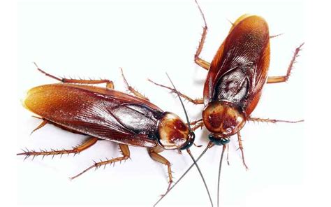 Welcome To Integrated Pest Management COCKROACH CONTROL SERVICES