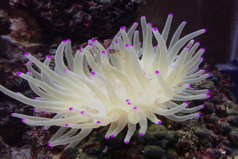 Haitian Pink Tip Anemone The Fish Room