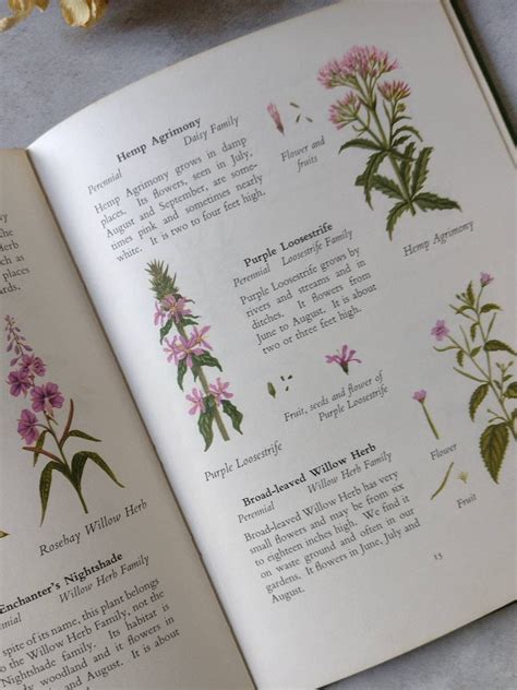 1960s Wild Flowers And Countryside Guide Botanical Book Childrens