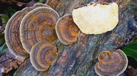 Polypores Polypores Also Known As Bracket Fungi These Mushrooms