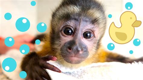 The capuchin monkeys (/ˈkæpjʊtʃɪn/ or /ˈkæpjʊʃɪn/) are new world monkeys of the subfamily cebinae. Baby Monkey Bath Time | Happy's First Bath! - YouTube