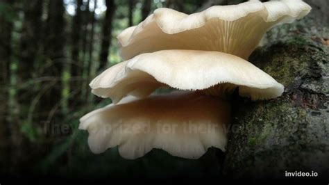 7 Best Wild Edible Mushrooms For Beginning Foragers Youtube