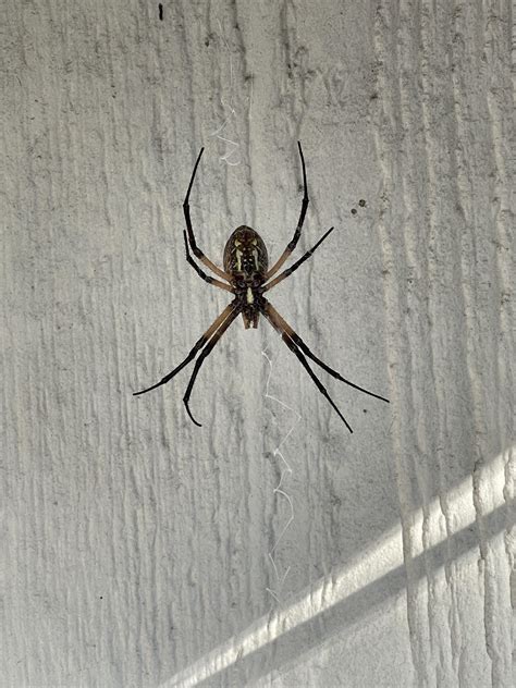 Need Help Identifying Spider Rwhatisthisbug