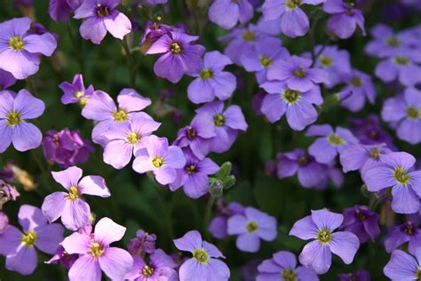 Small Purple Flowers By K O R I I On Deviantart