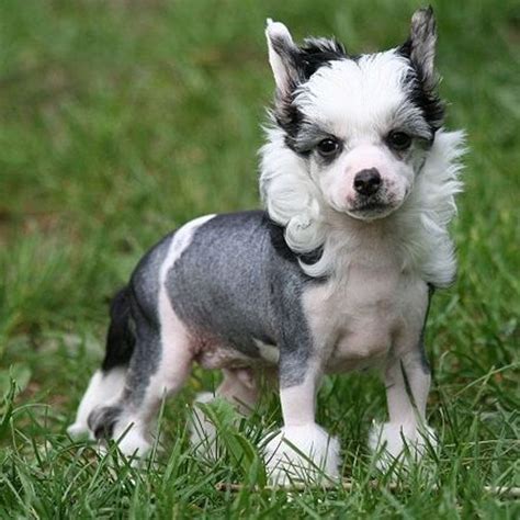Pin By Kelly Myers On So Cute Chinese Crested Dog Chinese Crested
