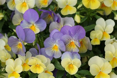 Purple And Yellow Pastel Pansies Free Stock Photo - Public Domain Pictures | Pansies, Free stock ...