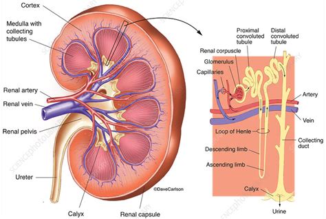 Blood vessels consist of arteries, arterioles, capillaries, venules, and veins. Kidney Anatomy and Filtration Diagram (labelled) - Stock ...