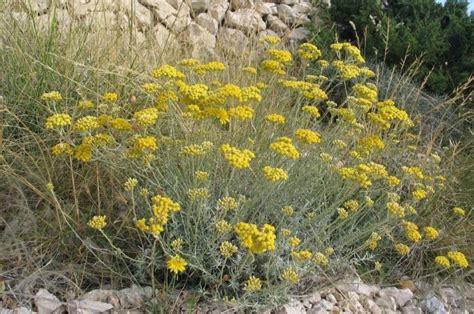 Orecchini a forma di fiore giallo. Fiori Gialli Mediterranei : Un bianco importante ...