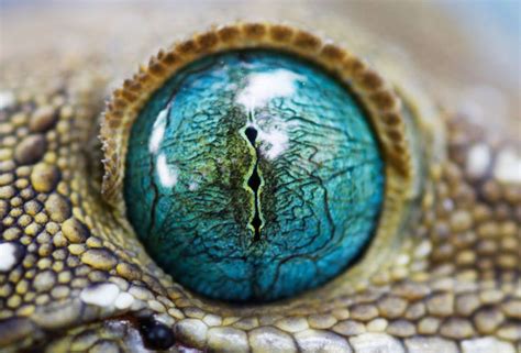 Seeker Beautiful Closeups Of Reptiles Eyes Very