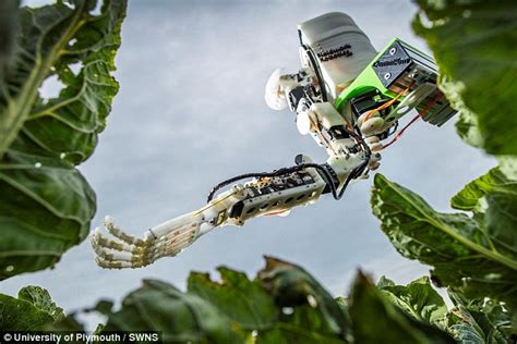 The Cauliflower Picking Robot Funded By The Eu That Is Set To Replace