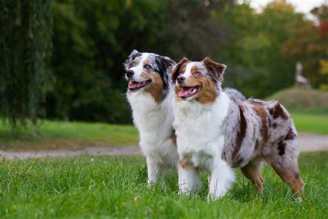 Australian Shepherd Steckbrief Charakter Wesen Und Haltung