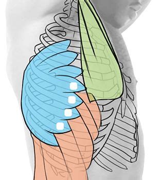 Male muscular skeleton split rear view. Anatomy of the Rib Cage | Rib cage anatomy, Rib cage, Thoracic cage