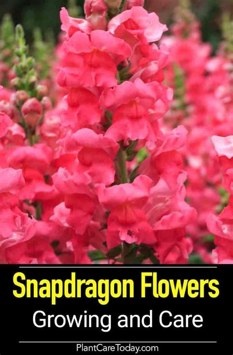 Growing Snapdragon Plants How To Care For Snapdragon Flowers In 2020