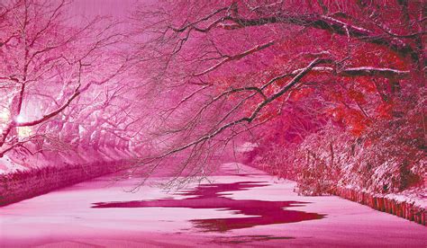 Illumination Creates Winter ‘cherry Blossoms In Aomori Eleven Media