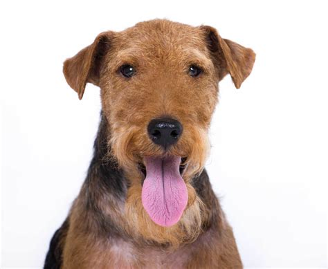 Welsh Terrier Dog Breed » Everything About Welsh Terrier