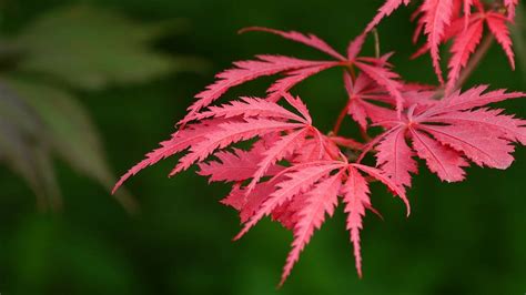 Hd Wallpaper New Leaf Growth Of A Japanese Red Maple Tree With Lacey