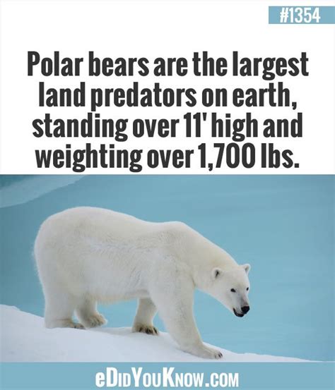 Did You Know Facts About Polar Bears